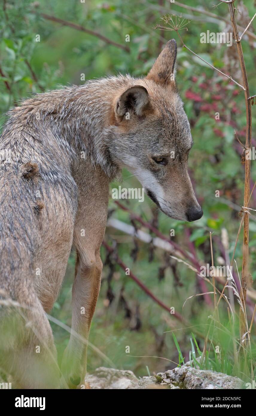 Le loup dans la faune de Civitella Alfedena, Abruzzes, Italie Banque D'Images