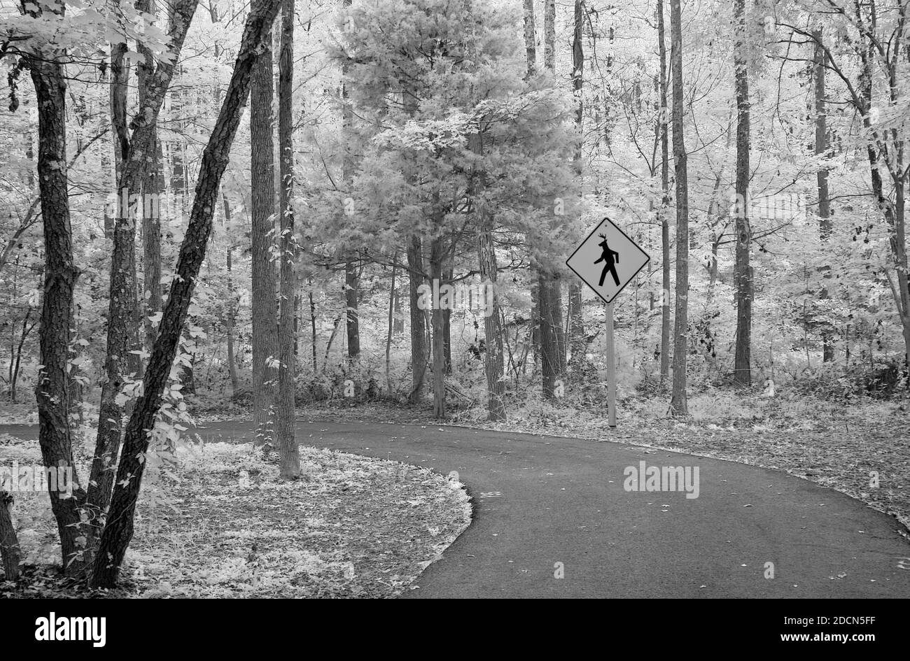 Un chemin à travers les bois où vous pourriez rencontrer des animaux étranges. Banque D'Images