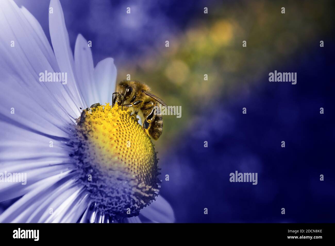 Gros plan vue d'une abeille sur une fleur jaune blanche avec un arrière-plan flou et une teinte bleue. Couleur de l'année 2020, panton bleu Banque D'Images