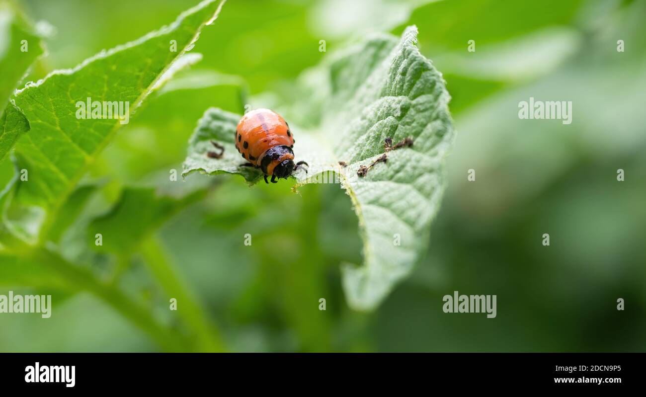 Le coléoptère du Colorado (Leptinotarsa decemlineata) larve mangeant une feuille de plante de pomme de terre. Gros plan de l'insecte nuisible causant des dommages énormes à la récolte dans les fermes et le gar Banque D'Images