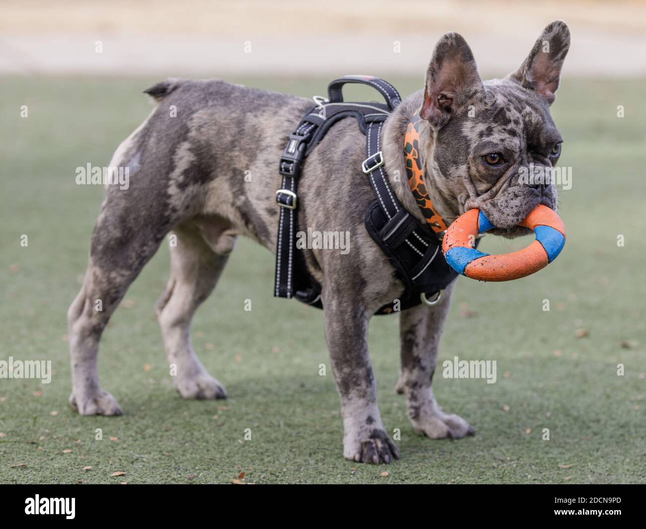 Vieux de 7 mois, Blue Merle Male Puppy French Bulldog Puzzle Ring Toy. Banque D'Images