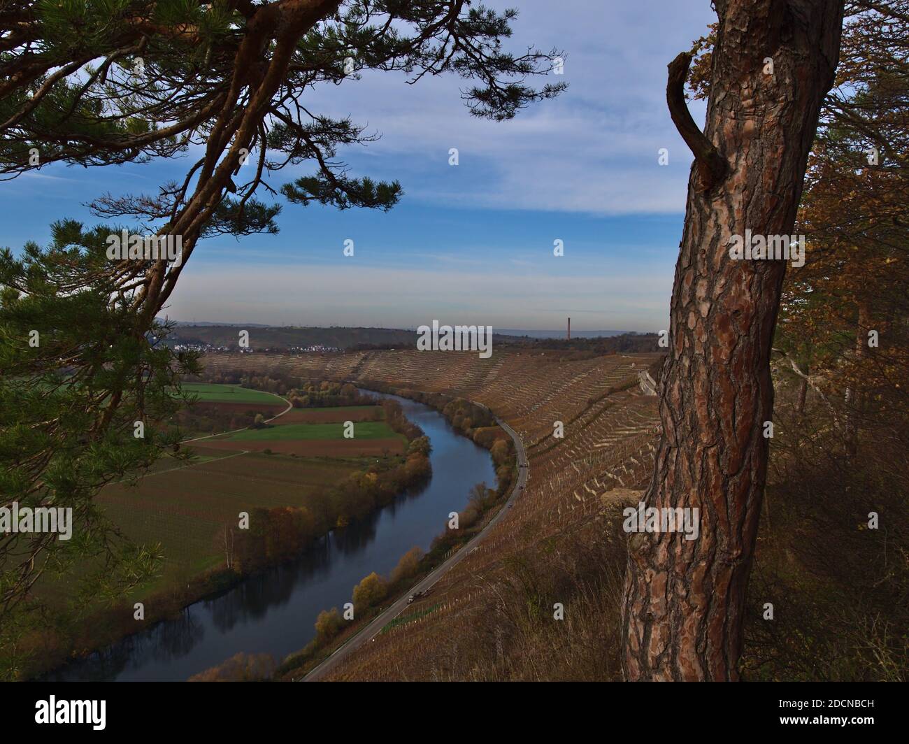 Belle vallée de la rivière Neckar avec ses vignobles en terrasse sur les pentes et ses arbres décolorés sur les berges en automne, vue à travers les pins. Banque D'Images