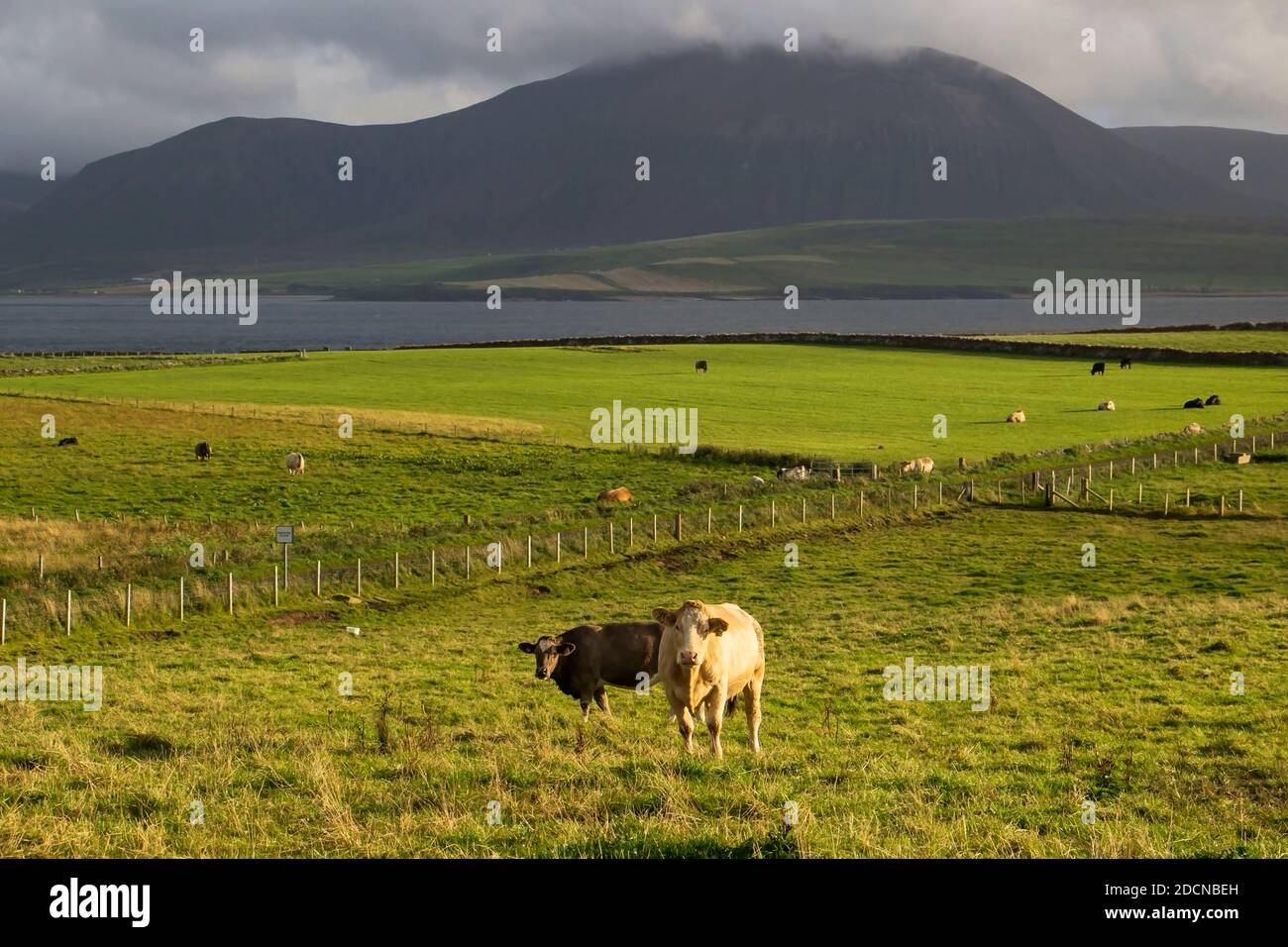 Deux vaches paître et regarder sur l'herbe verte sous le soleil Journée d'été sur les îles Orcades en Écosse Banque D'Images