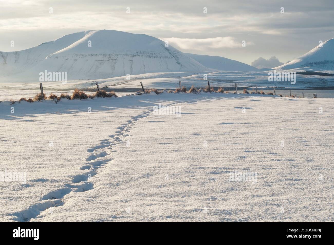 Pistes sur une scène de neige fraîche sur les îles Orcades avec colline couvert de neige le jour d'hiver Banque D'Images