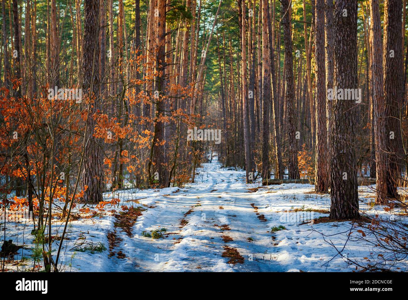 Sentier de randonnée dans la forêt ensoleillée d'hiver. L'endroit idéal pour se promener et prendre des distances. Mise au point au premier plan Banque D'Images