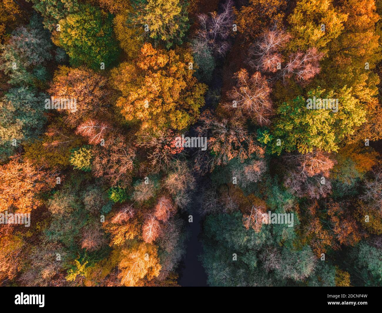 Vue aérienne de la magnifique forêt d'automne. Beau paysage avec des arbres avec des feuilles vertes, rouges et orange. Vue de dessus depuis un drone volant Banque D'Images
