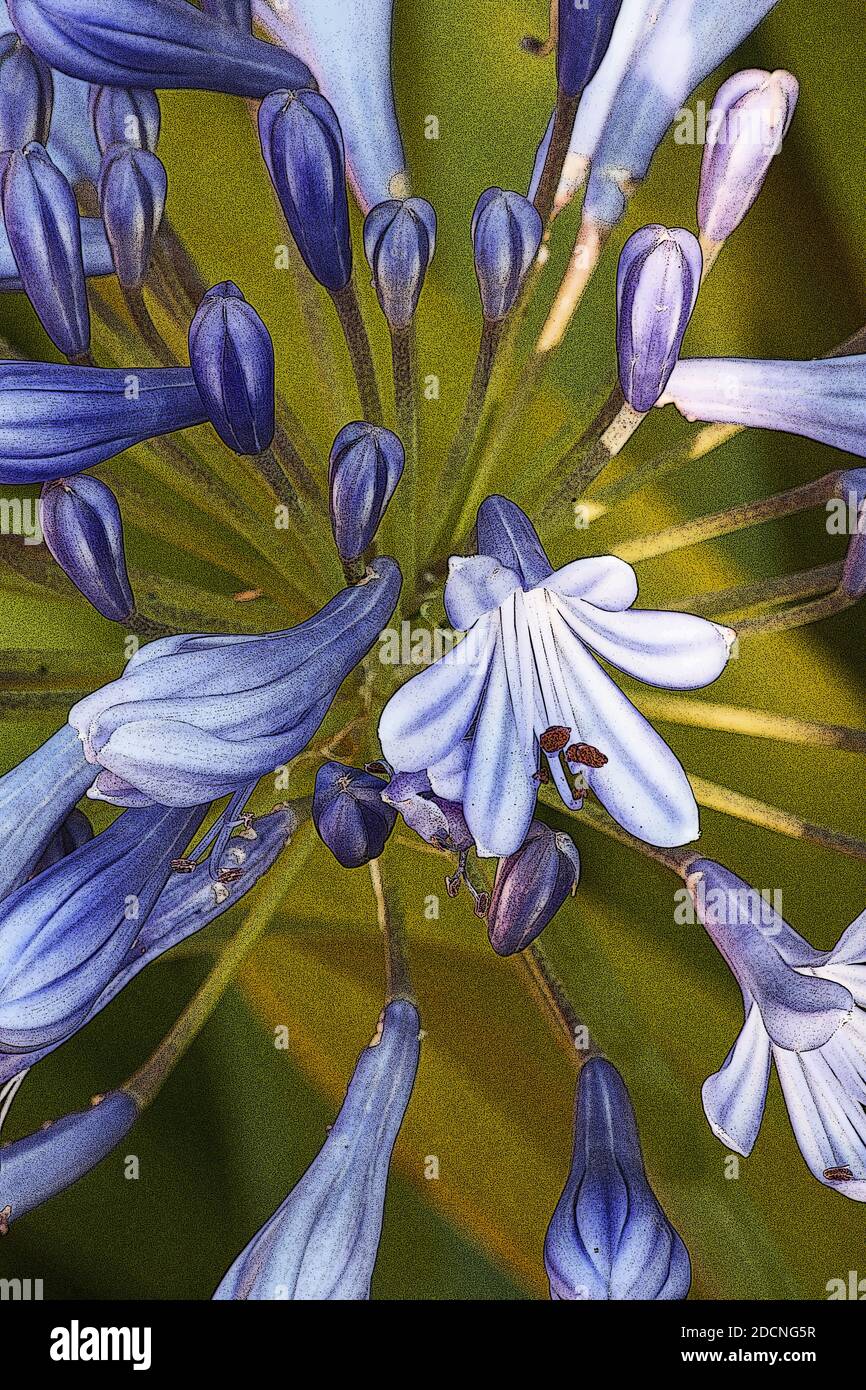Fleur d'Agapanthus gros plan Banque D'Images
