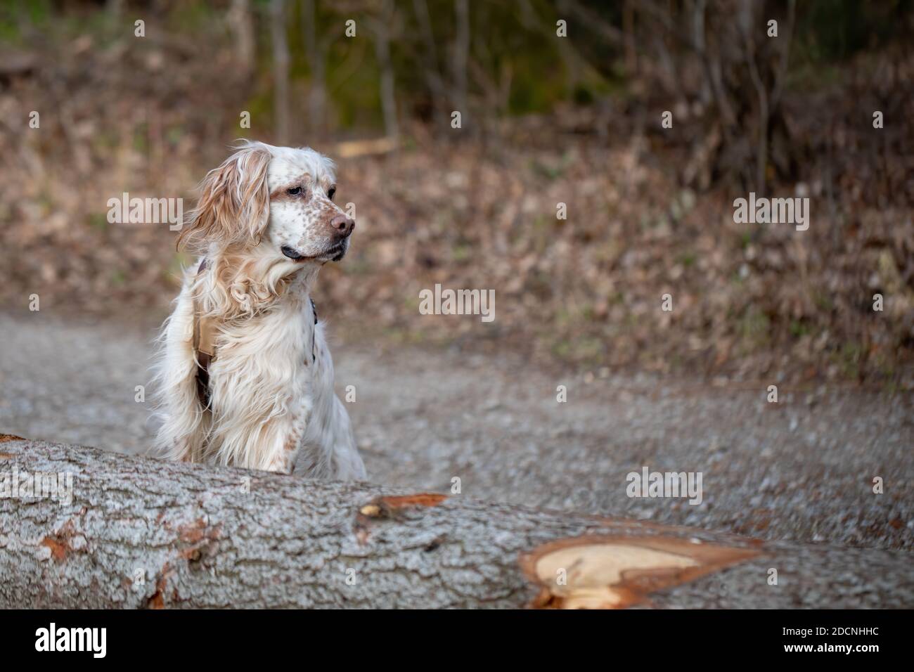 Orange Belton English Setter sur le belvédère dans la forêt derrière un tronc d'arbre. Banque D'Images