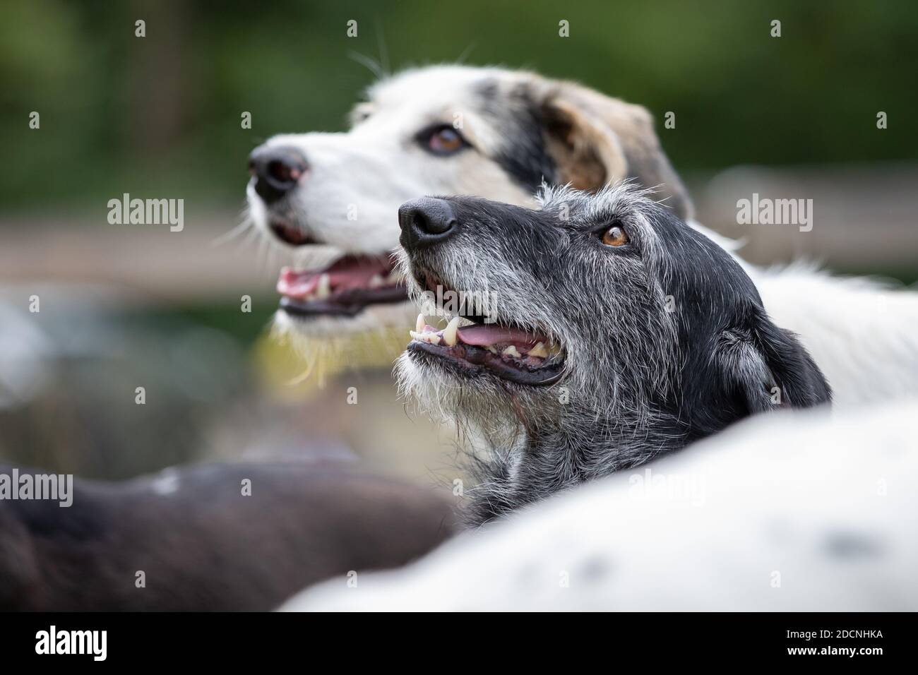 Portrait en plein air de deux chiens de race mixte, un mélange de maremmano Border Collie et un mélange de Segugio maremmano, en regardant de l'intérieur d'un petit groupe de chiens. Banque D'Images