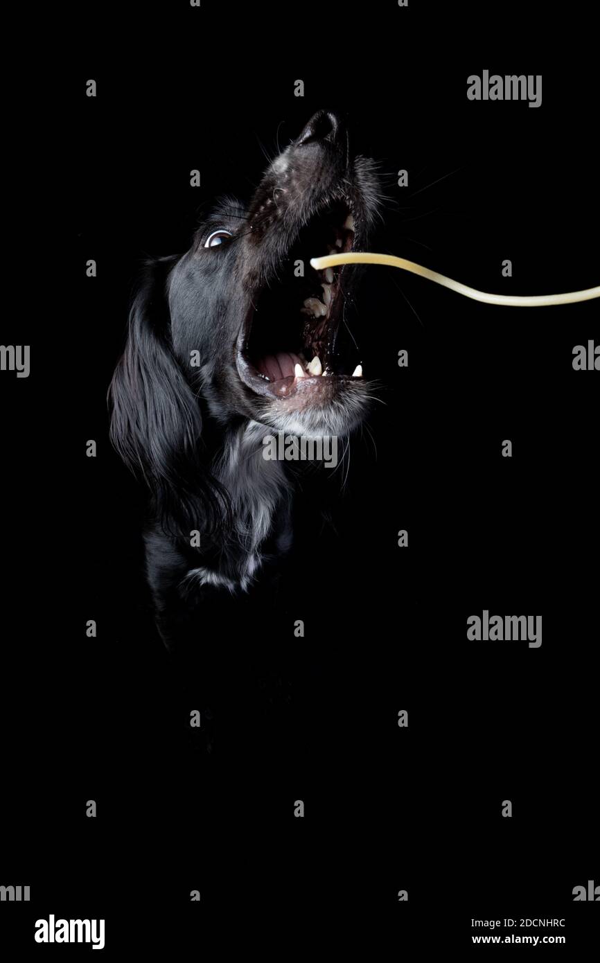 Studio portrait d'un jeune Setter irlandais noir qui attrape une nouilles avec une large bouche ouverte sur un fond noir. Banque D'Images