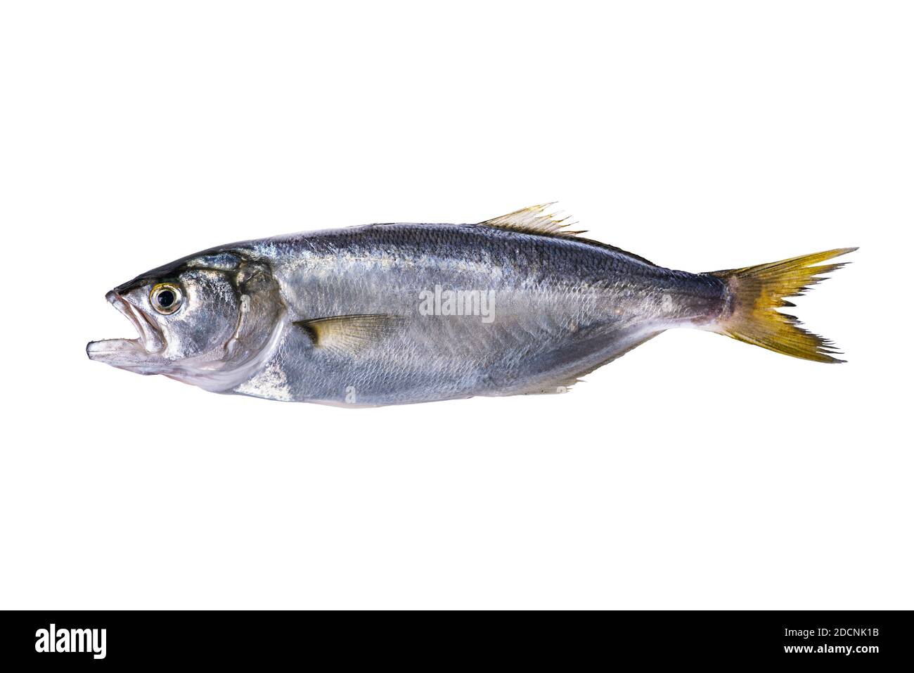 Poisson frais isolé sur fond blanc. Banque D'Images