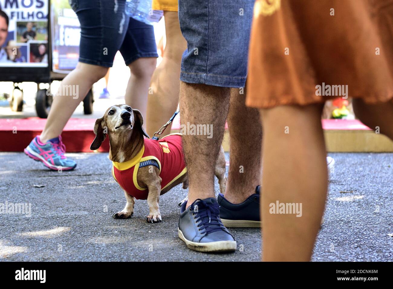 Amériques, Brésil - 15 février 2020 : le chien profite des festivités de rue du Carnaval pour nos amis à fourrure qui se sont tenues à Tijuca, dans la zone nord de Rio de Janeiro. Banque D'Images