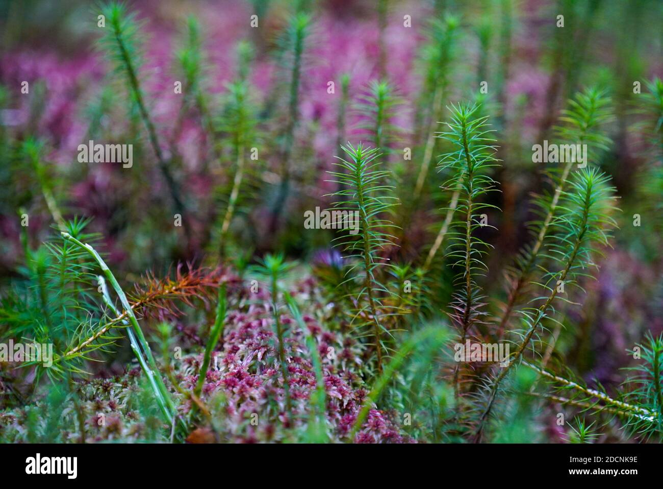 Végétation de fond de forêt saisonnière 5 de 6 Banque D'Images