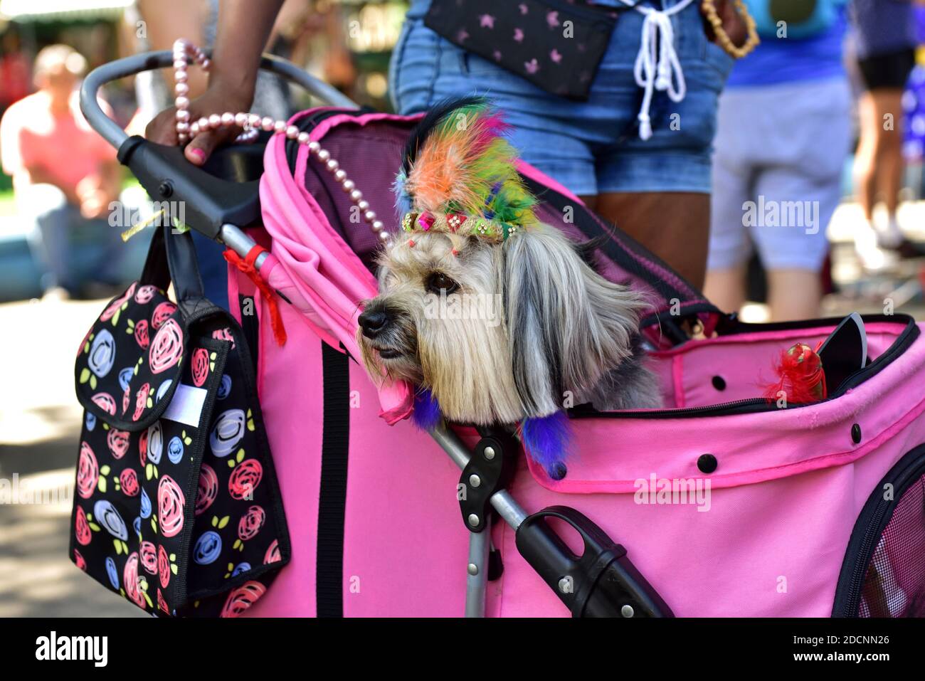 Amériques, Brésil - 15 février 2020 : le chien profite des festivités de rue du Carnaval pour nos amis à fourrure qui se sont tenues à Tijuca, dans la zone nord de Rio de Janeiro. Banque D'Images