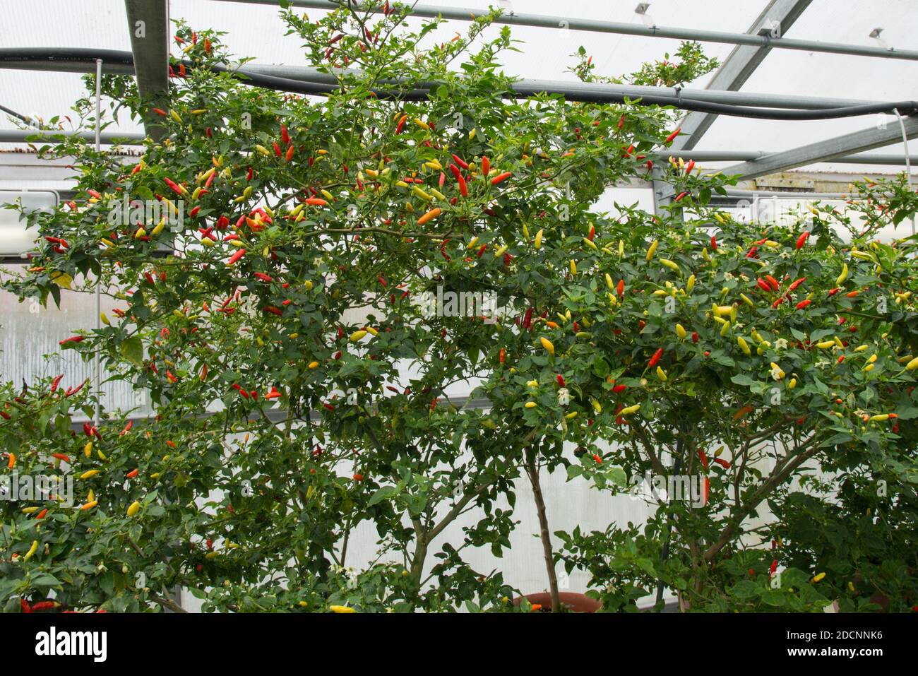 Plantes au poivre de Tabasco exposées à l'usine de Tabasco, île d'Avery, Louisiane, États-Unis Banque D'Images