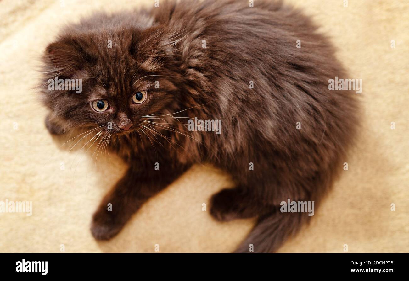 Chaton De Deux Mois Banque d