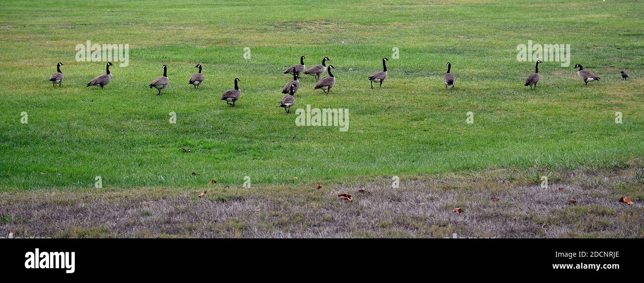 Bernaches du Canada, Branta canadensis, sur la pelouse de l'école secondaire Caesar Chavez, Union City, Californie Banque D'Images