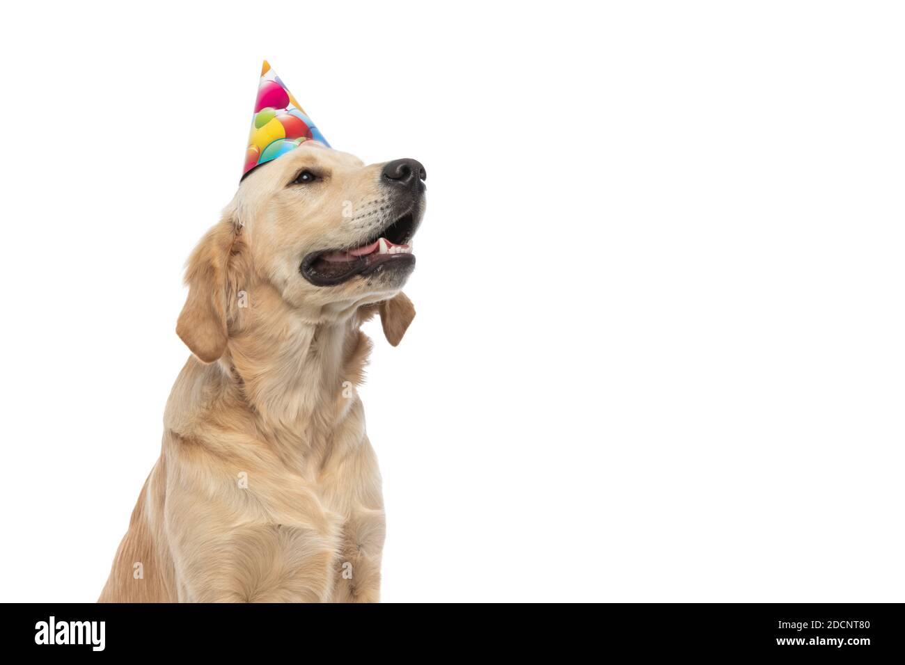 Adorable Chien D Or Retriever Portant Un Chapeau D Anniversaire Et Celebrant Sur Fond Blanc Photo Stock Alamy