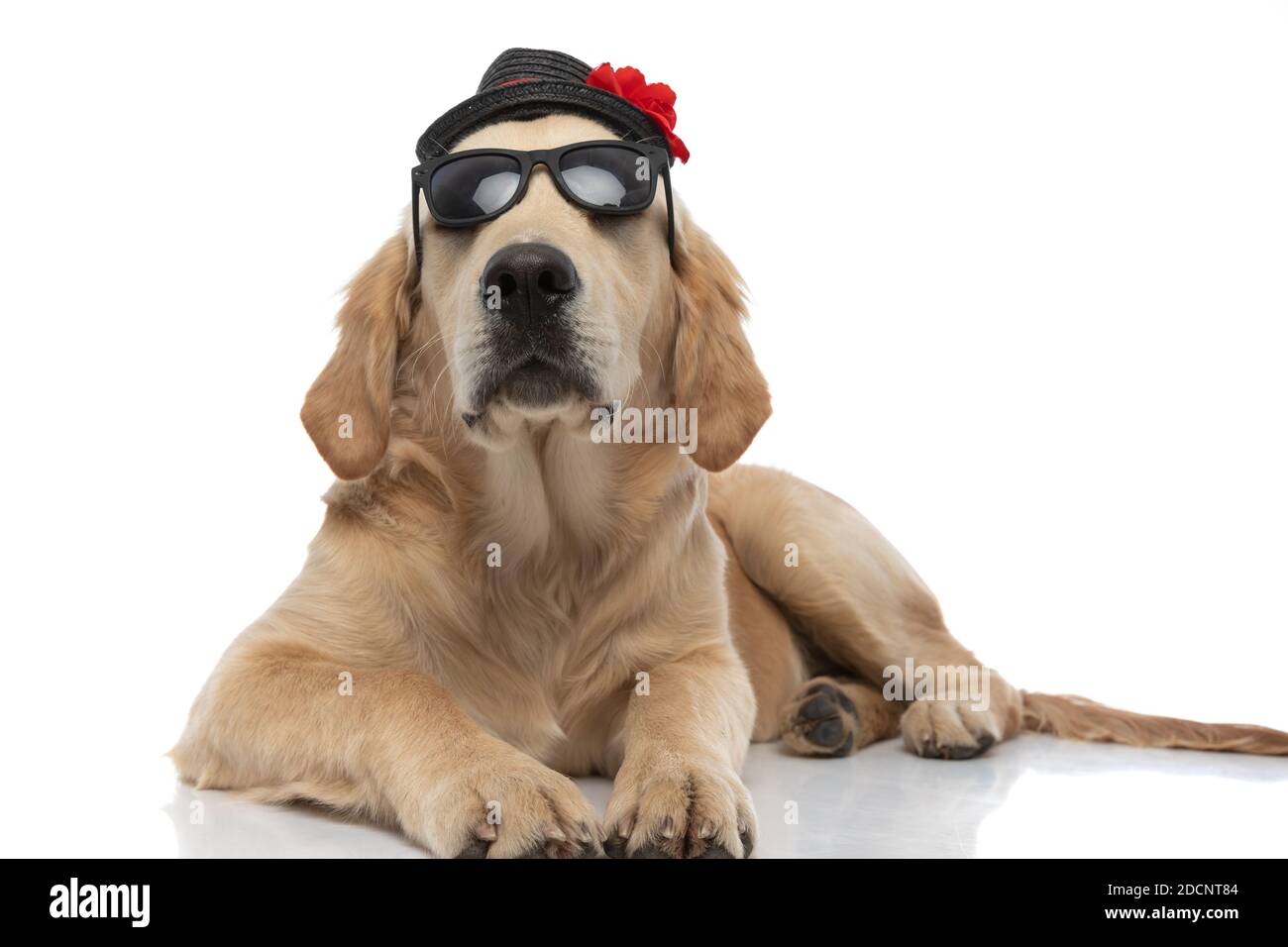 cool golden retriever chien couché et portant ses lunettes de soleil et  chapeau avec attitude sur fond blanc Photo Stock - Alamy