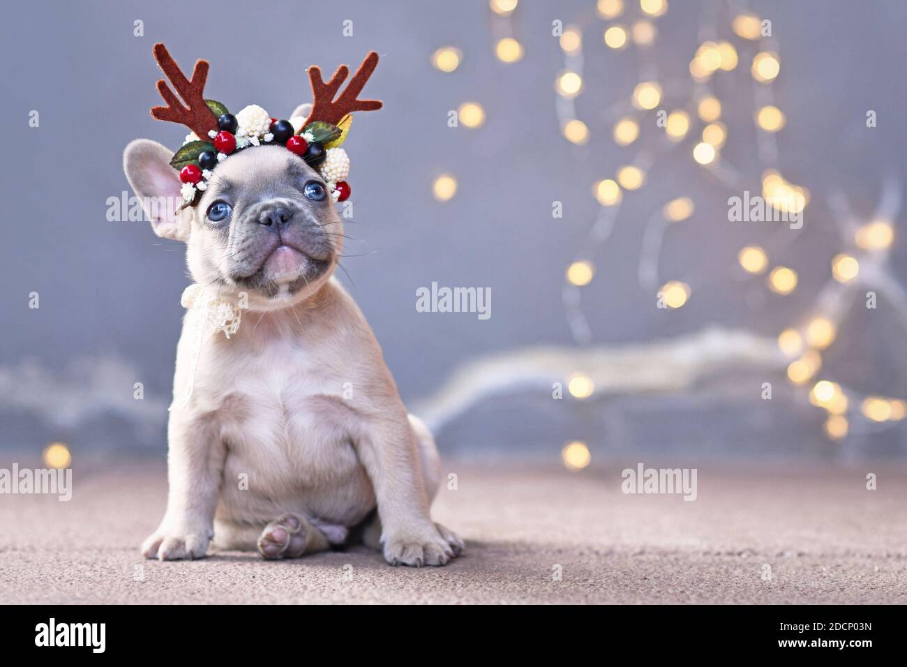 Adorable chien Bulldog chien chiot portant un renne de Noël de saison serre-tête de bois avec baies d'automne devant le gris mur avec chaîne de li Banque D'Images