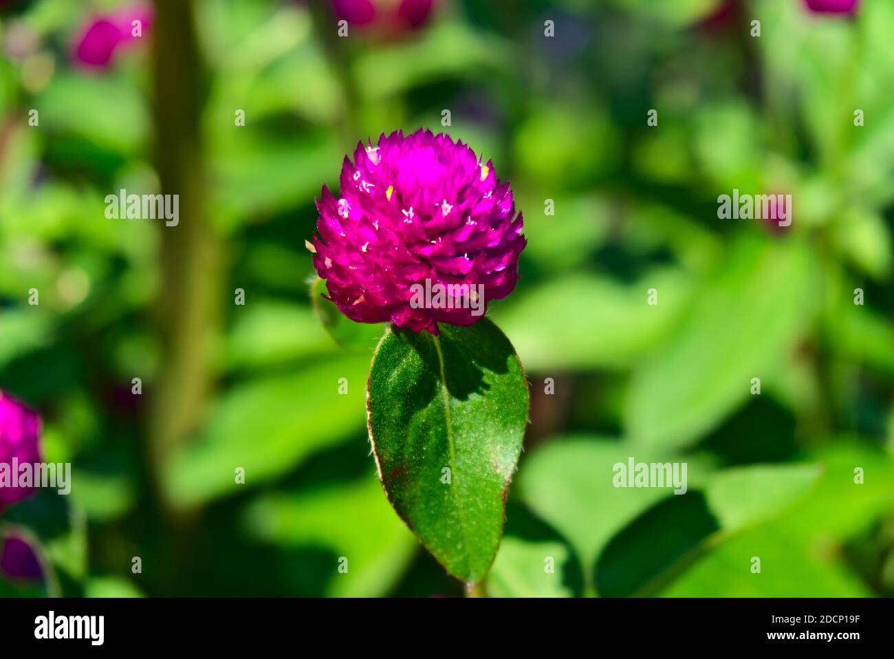 Photo macro de gros plan d'une fleur pourpre de Gomphrena globosa avec un arrière-plan flou (bokeh) de feuilles vertes. Banque D'Images