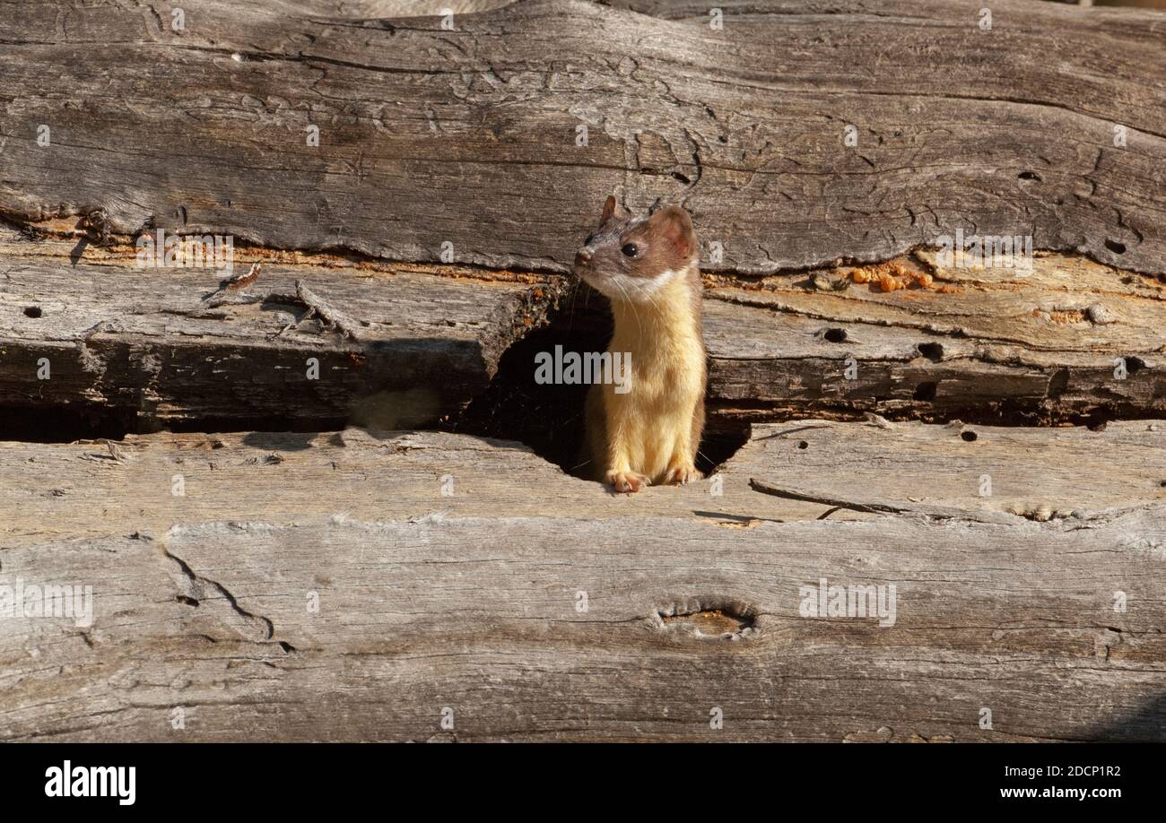 Weasel à longue queue (Mustela frenata). Parc national de Yellowstone, Wyoming, États-Unis. Une belette chasse dans un arbre mort et déchu dans la forêt profonde. Banque D'Images