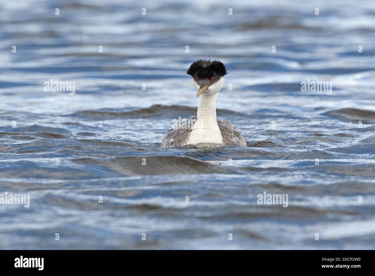 Grebe occidentale (Aechmophorus occidentalis). Parc national de Yellowstone, Wyoming, États-Unis. Banque D'Images