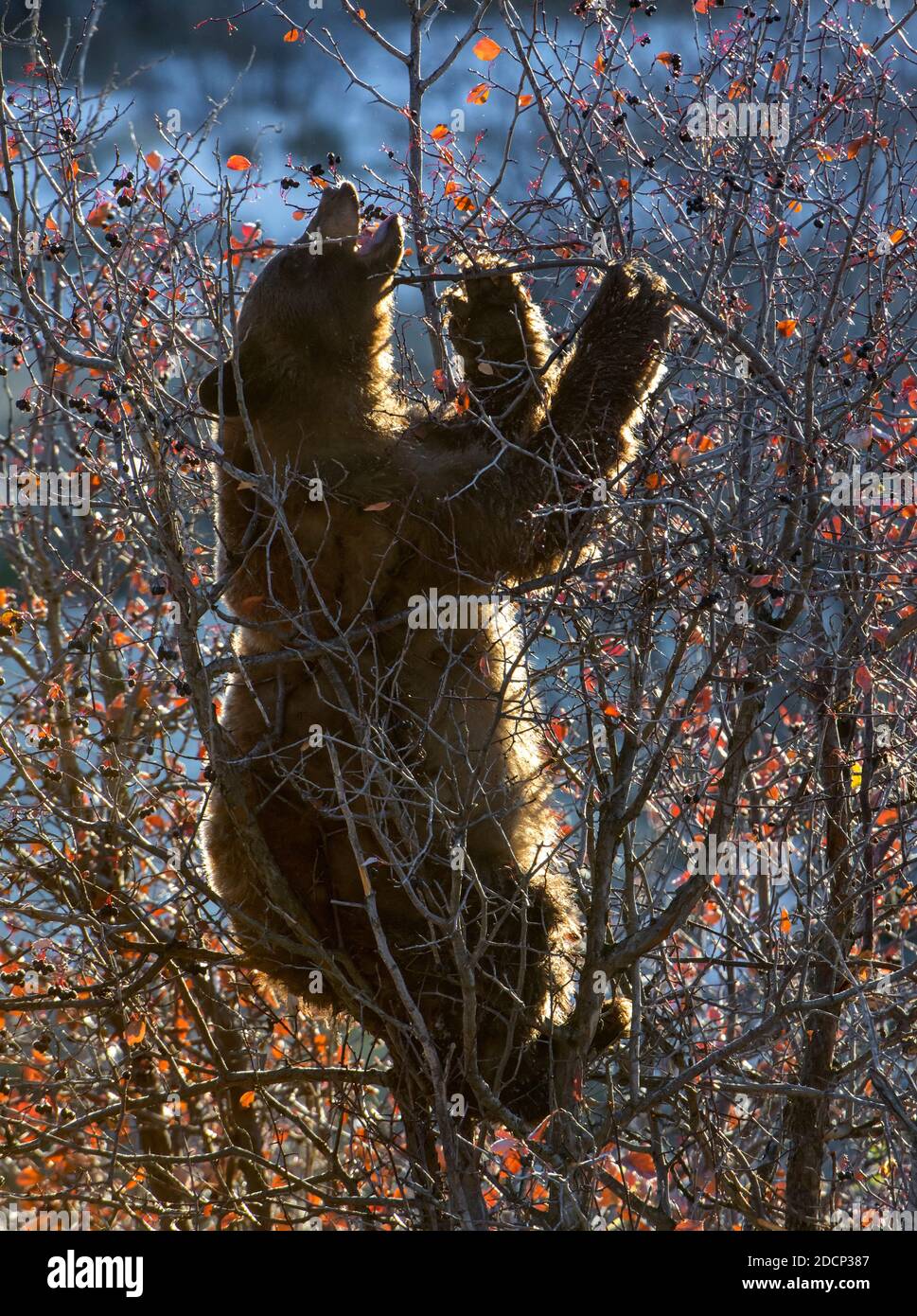 L'ours noir (Ursus americanus) se nourrissent de baies d'aubépine au lever du soleil. Parc National de Grand Teton, Wyoming, États-Unis. Banque D'Images