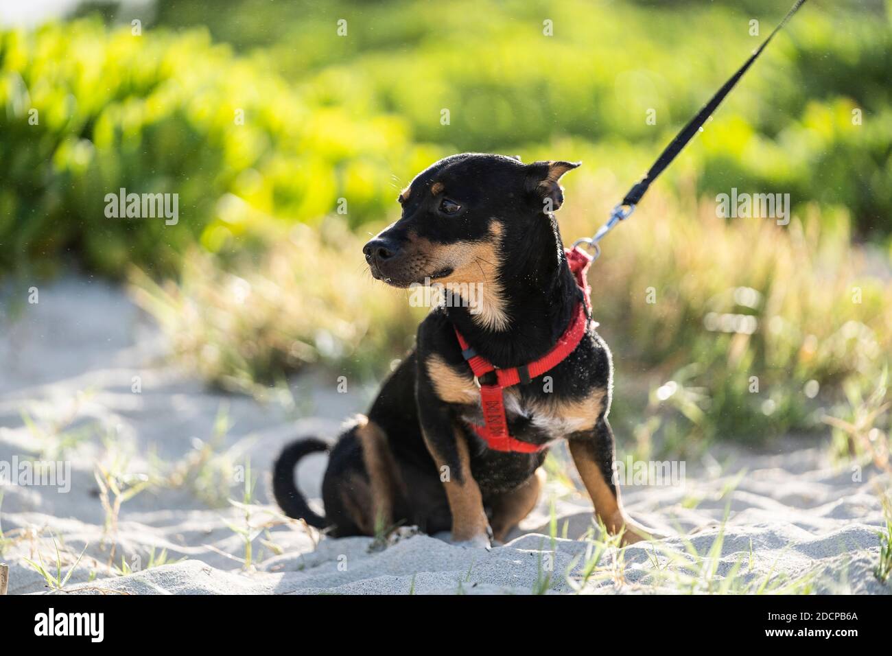 Petit chien noir et marron se trouve sur la plage avec laisse et harnais  Photo Stock - Alamy