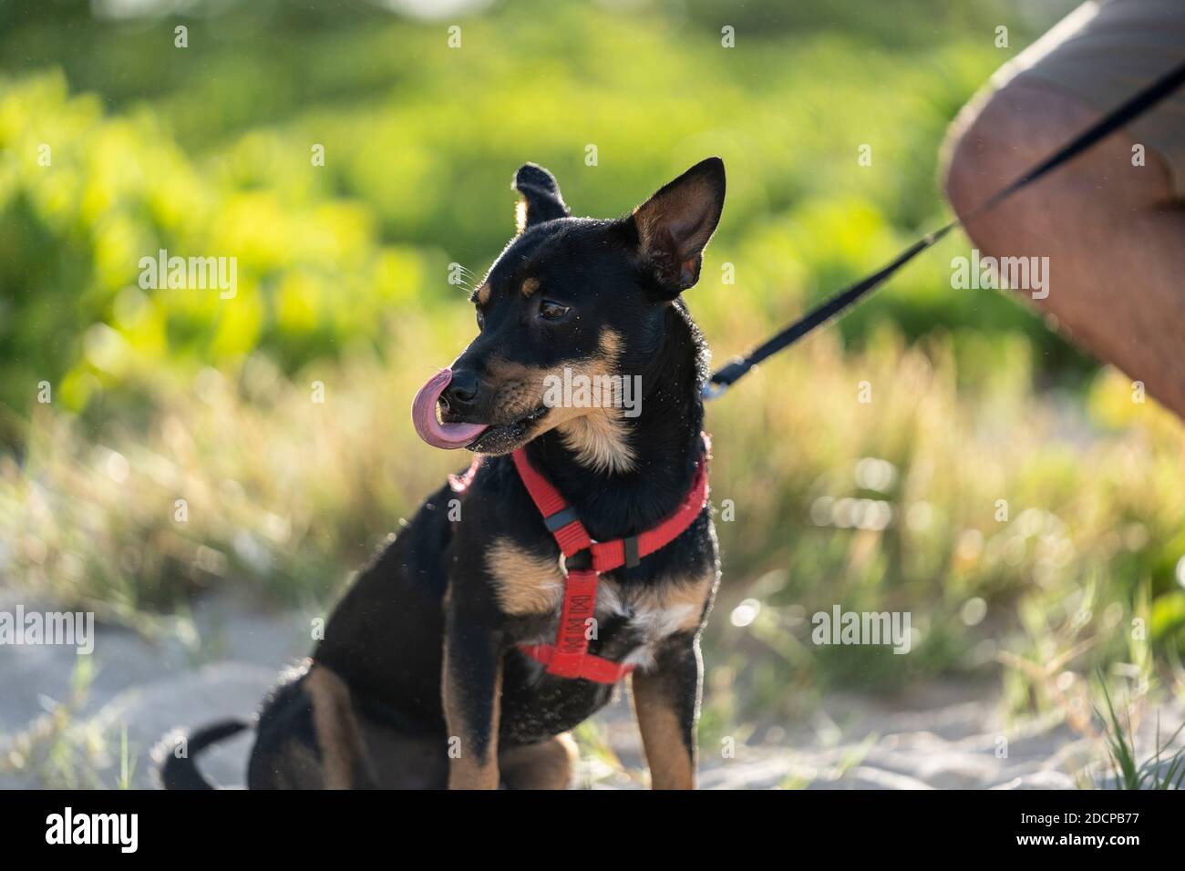 Un chien noir et marron se trouve sur la plage et léche son nez Photo Stock  - Alamy