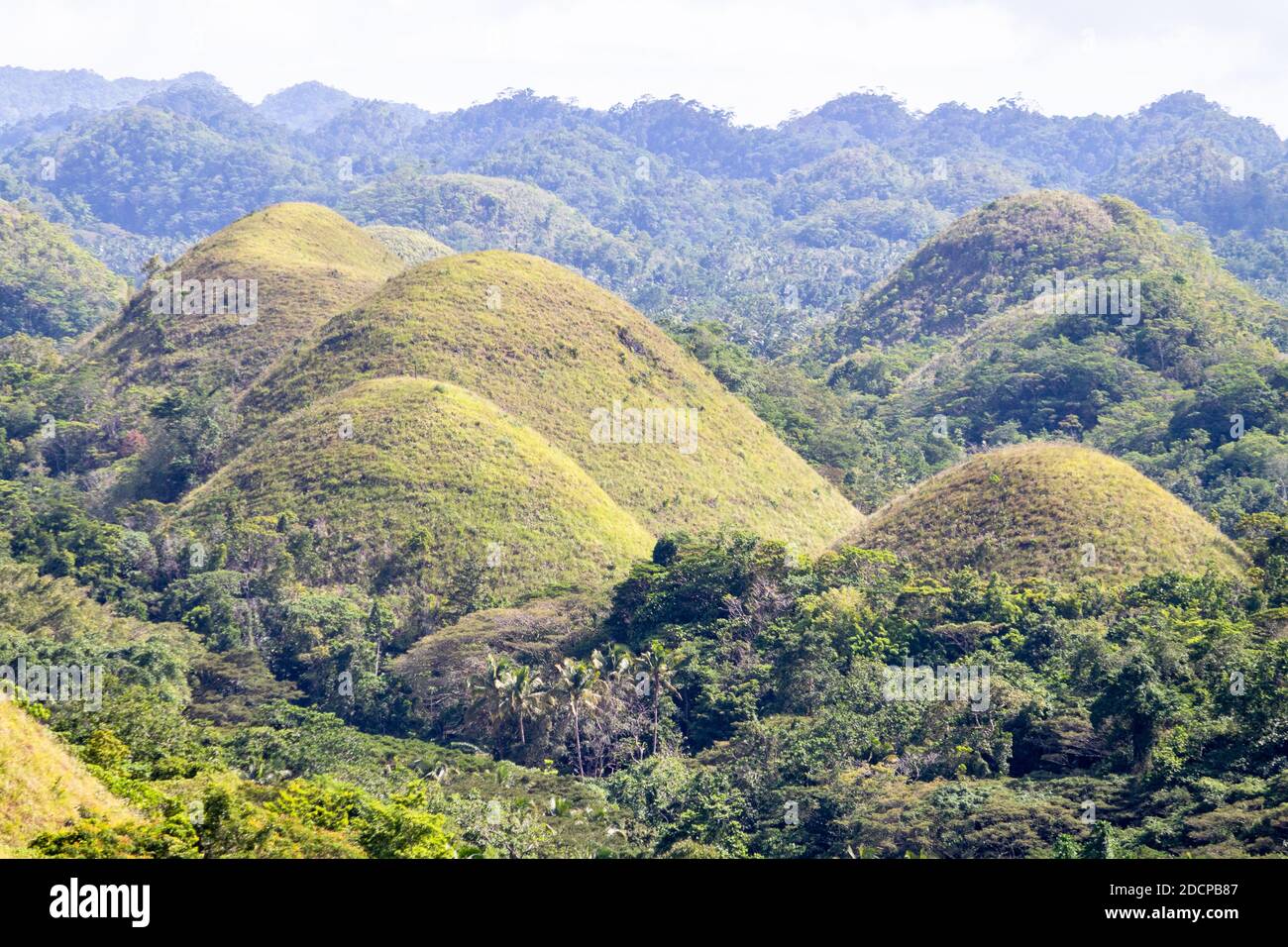 Les collines de chocolat de Bohol aux Philippines Banque D'Images