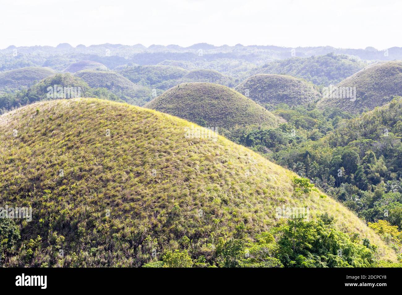 Les collines de chocolat de Bohol aux Philippines Banque D'Images