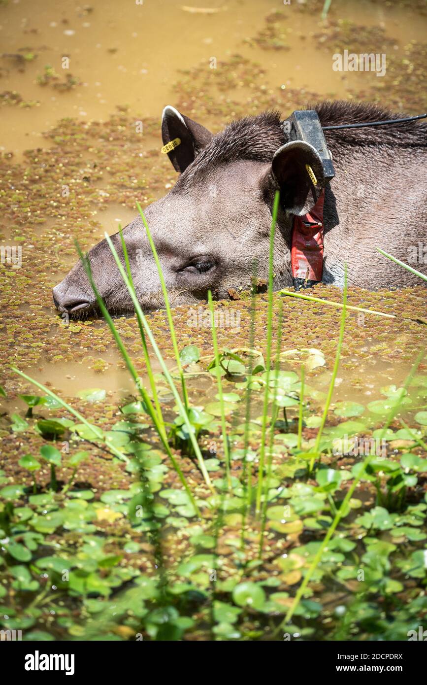 Tapir Rio Grand tapir gris (Tapirus Terrestris) avec collier GPS dans le paysage ...