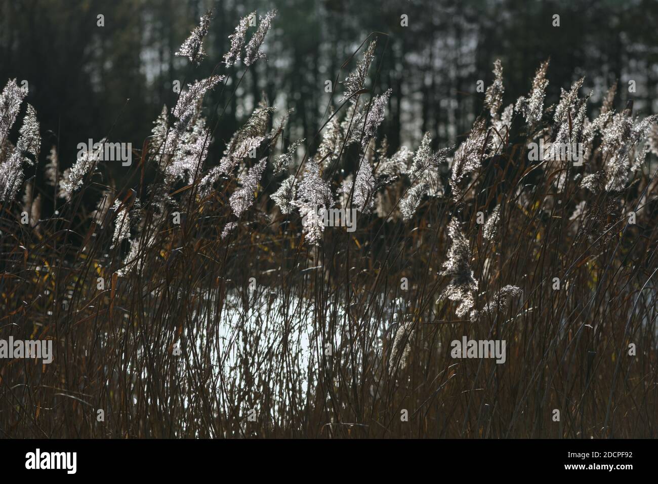 Frondes d'herbe de roseau en contre-jour sur un lac avec réflexions dans l'eau, mise au point sélectionnée, profondeur de champ étroite Banque D'Images