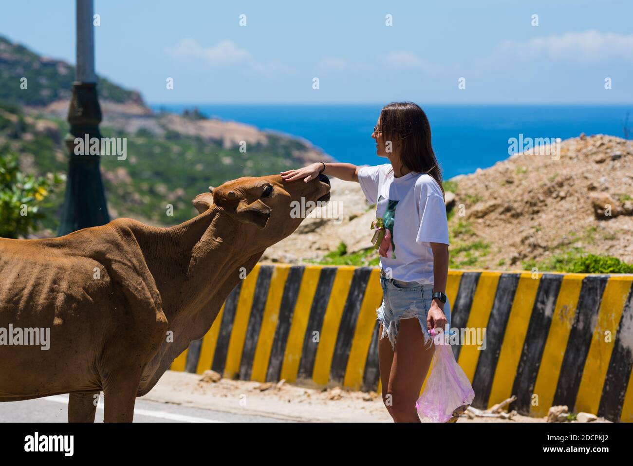 Femme de tourisme qui se fait des pétades et qui se nourrit de la vache sur la route Vietnam Banque D'Images