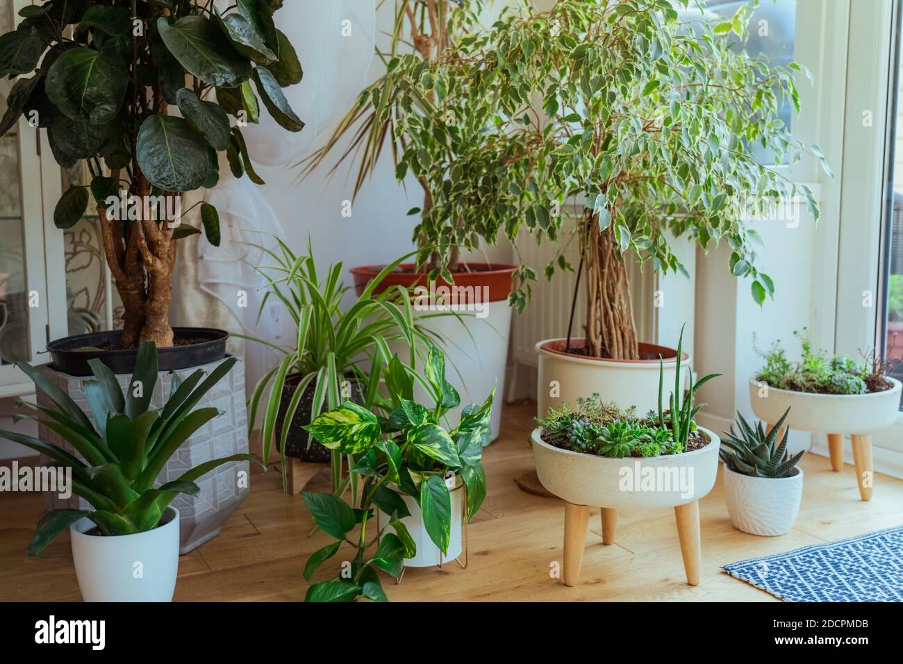 Le petit jardin de la maison à l'intérieur de la chambre. Composition de différents pots élégants avec différentes plantes dans l'intérieur de la maison. Concept de jardinage à la maison Banque D'Images
