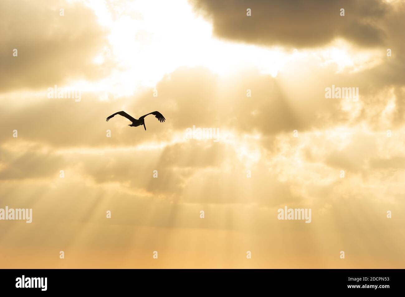 Une silhouette d'oiseau volante dans un ciel de couleur dorée Avec rayons du soleil coulant Banque D'Images