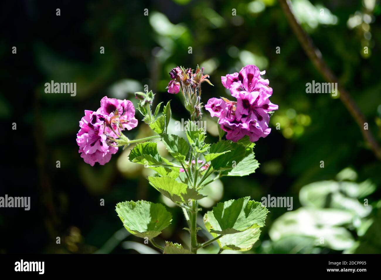 Pelargonium hortorum, également appelé géranium zonal, géranium de jardin Banque D'Images