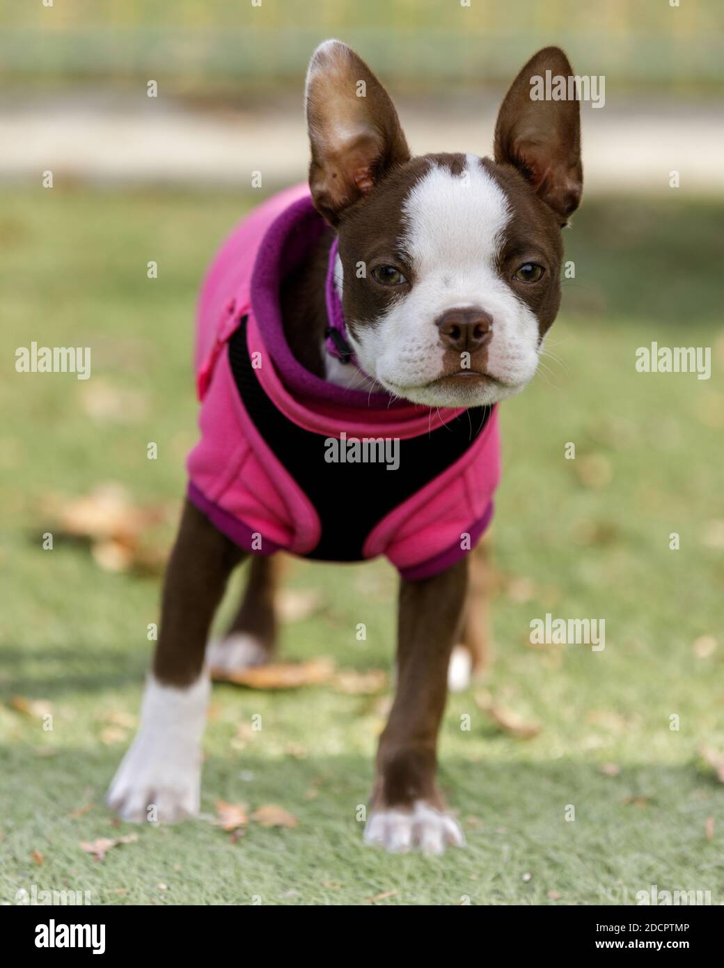 14-semaine-Old White and Brown Boston Terrier Femme Puppy Banque D'Images