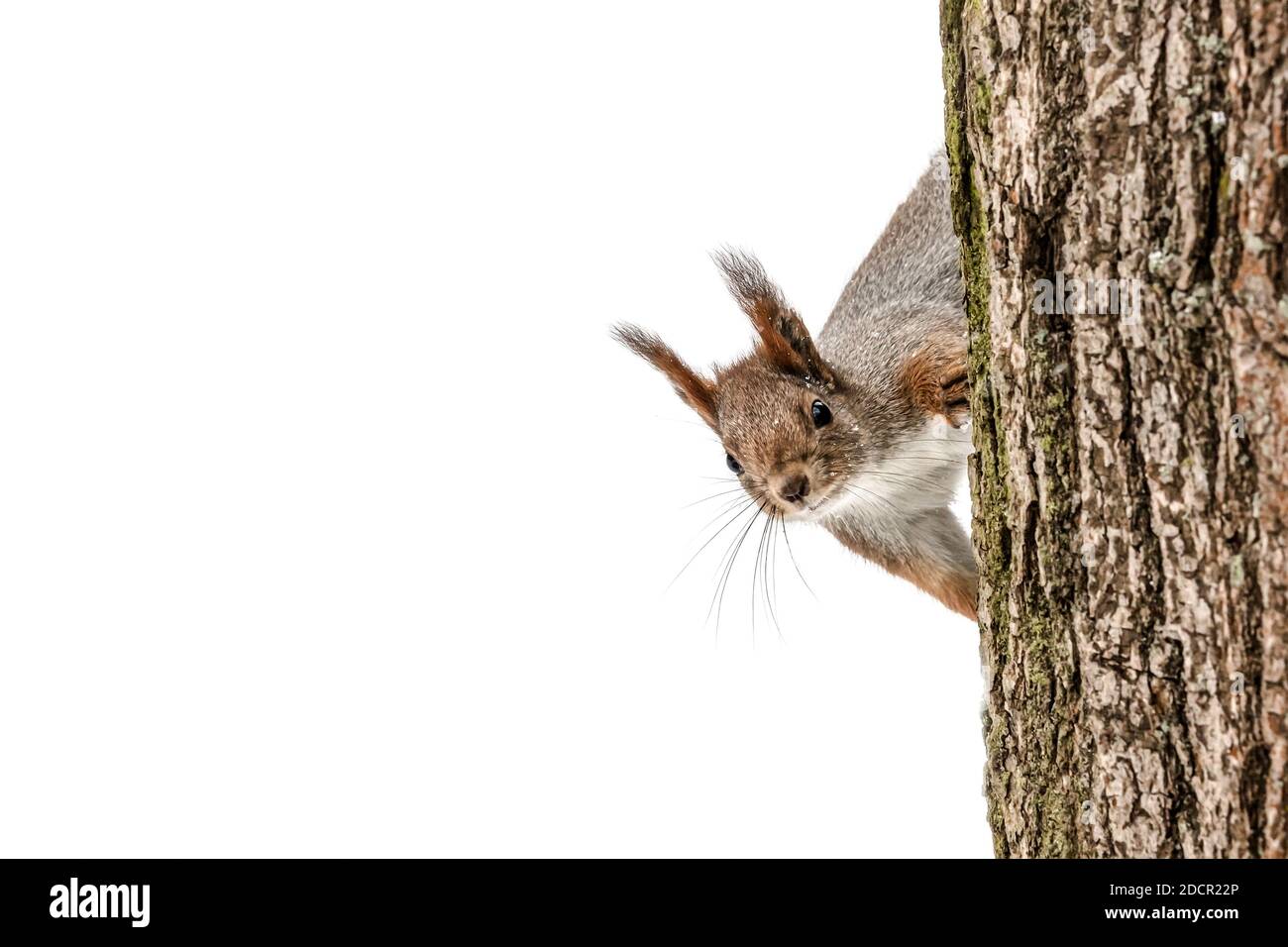 curieux jeune écureuil assis sur le tronc d'arbre dans la forêt d'hiver, vue rapprochée Banque D'Images