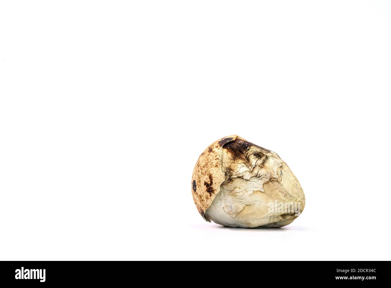 Les bébés oiseaux et les œufs endommagés Banque D'Images