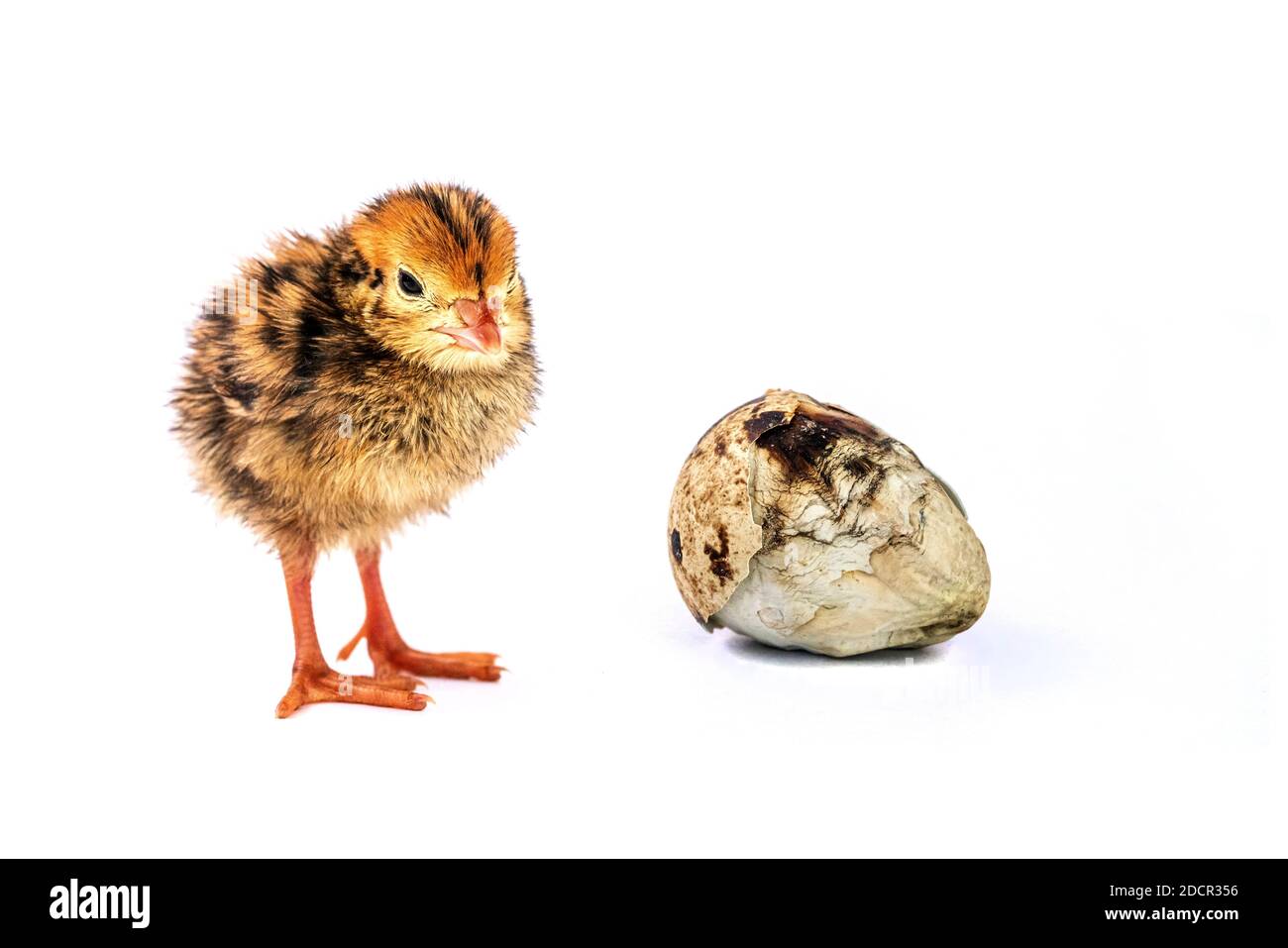 Les bébés oiseaux et les œufs endommagés Banque D'Images