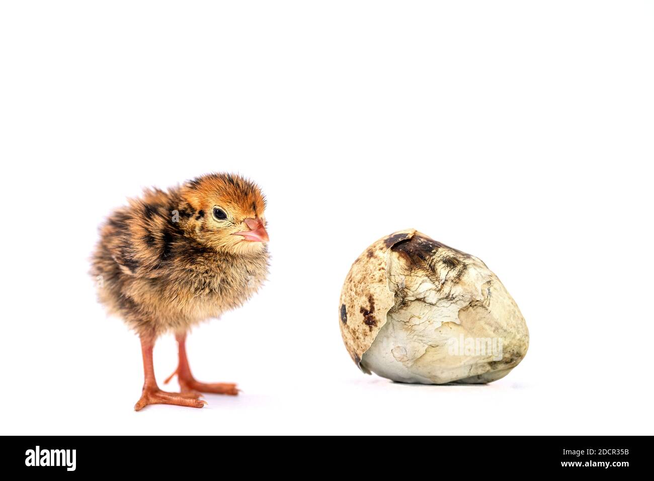 Les bébés oiseaux et les œufs endommagés Banque D'Images