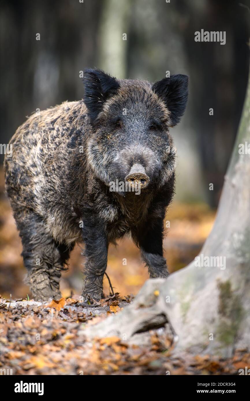 Portrait mâle sanglier dans la forêt d'automne. Scène sauvage de la nature Banque D'Images