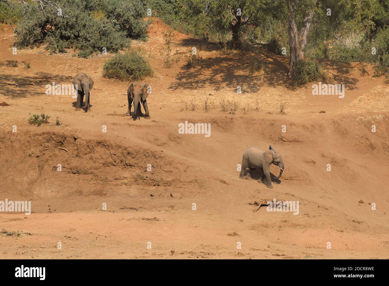 Afrikanischer Elefant / / de l'eléphant d'Afrique Loxodonta africana Banque D'Images