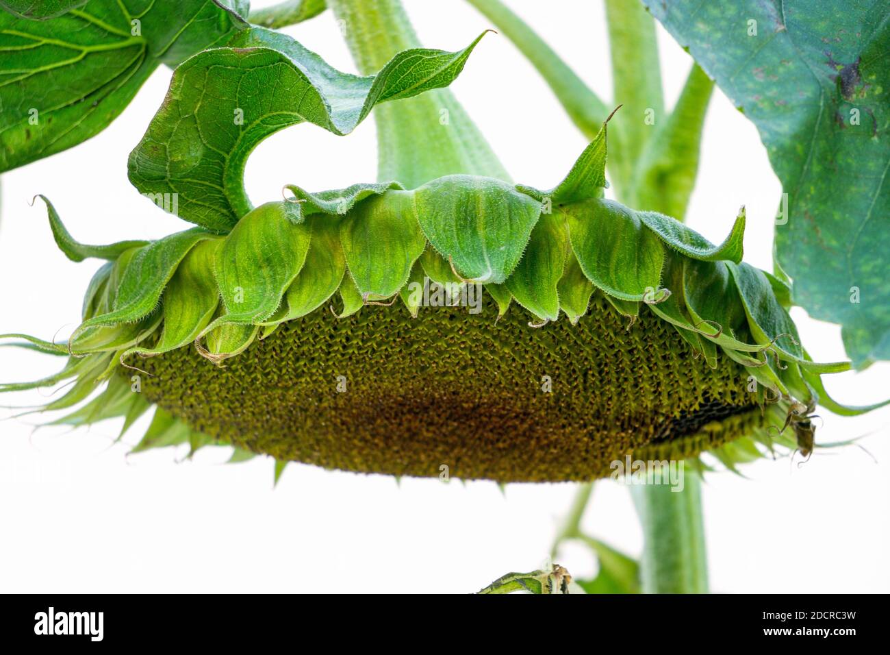 Tournesol avec graines mûres dans le jardin Banque D'Images