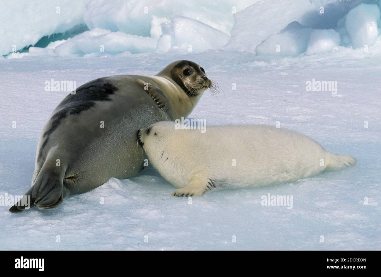 Le phoque du Groenland Pagophilus groenlandicus, Mère avec Pup suckling, Magdalena Island au Canada Banque D'Images