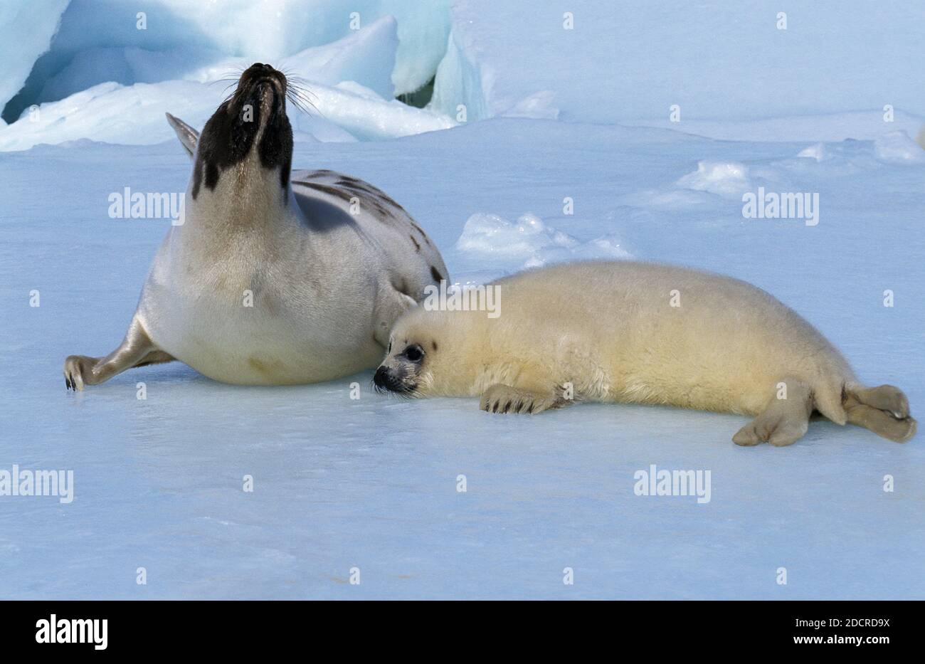 Phoque du Groenland, pagophilus groenlandicus, mère avec Pup debout à Icefield, Île Magdalena au Canada Banque D'Images