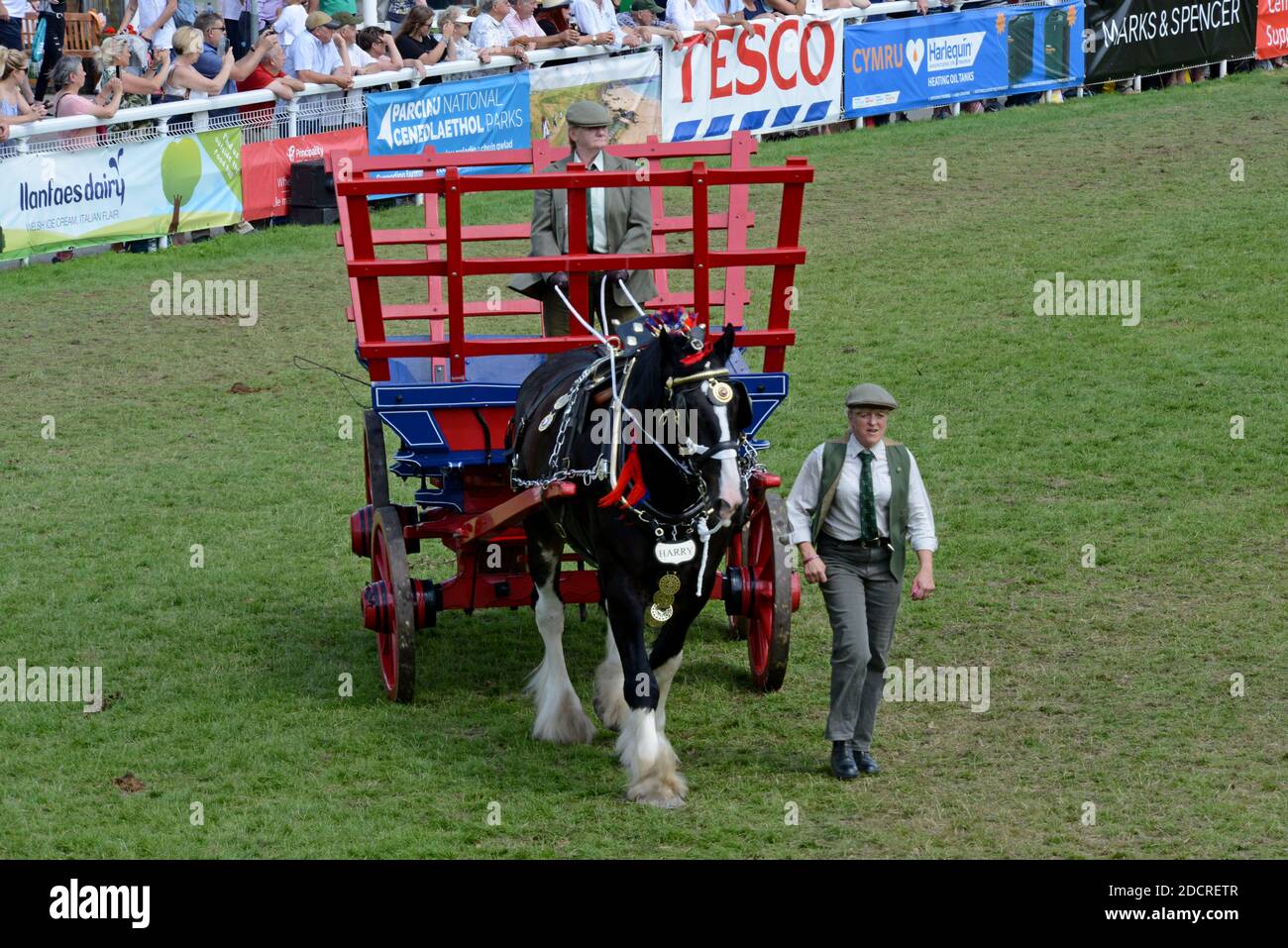 Propriétaire de meubles anciens et d'époque des chariots agricoles les afficher dans le ring d'exposition à la 100e Royal Welsh Show 2019, Builth Wells Banque D'Images