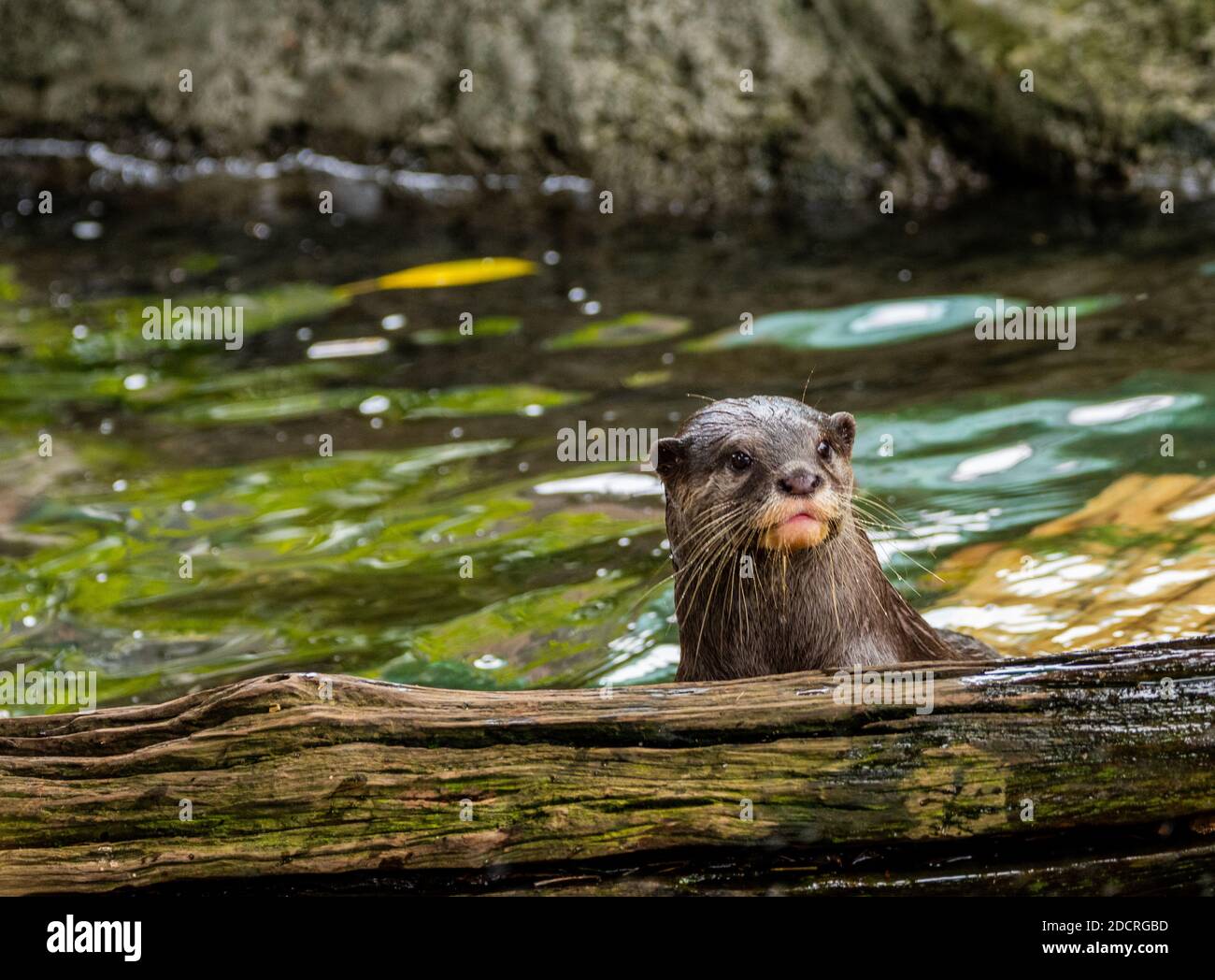 Loutre Lac Banque D Image Et Photos Alamy Loutre Lac Banque D Image Et Photos Alamy